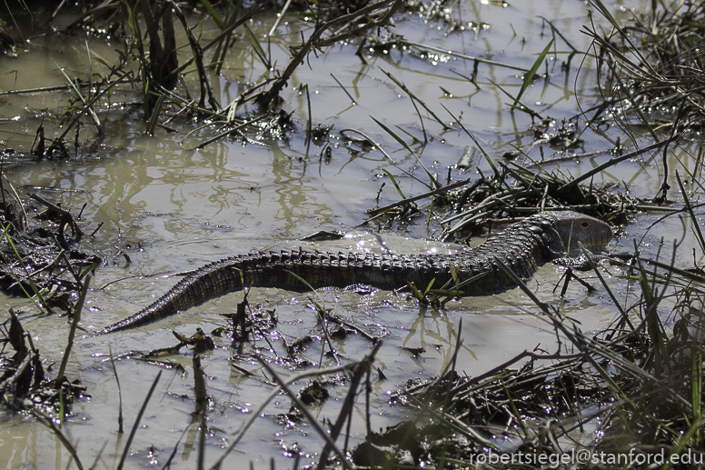 pantanal